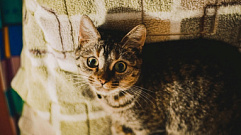 Народные приметы на 13 января: почему нужно бояться чужих кошек и быть щедрым