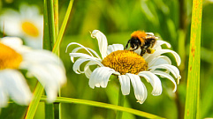 В Тверской области у пчел выявили опасную болезнь