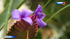 Ботанический сад ТвГУ приглашает на выставку орхидей и бромелий