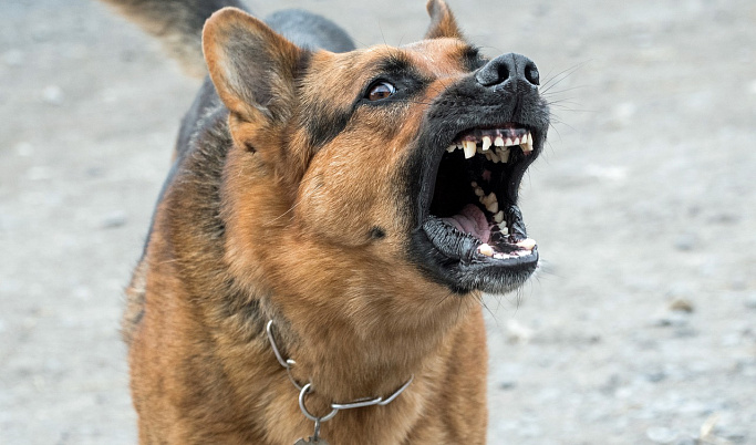 В Тверской области владельцу агрессивной собаки предстоит заплатить 300 тысяч рублей